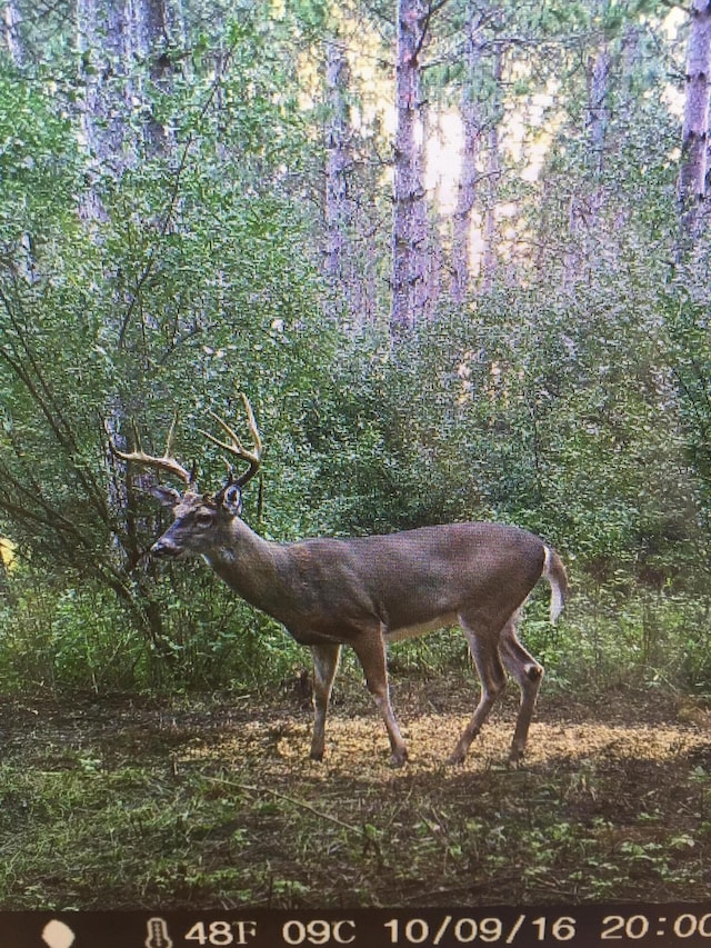 V/L Wyman Rd, Remus, MI 49340