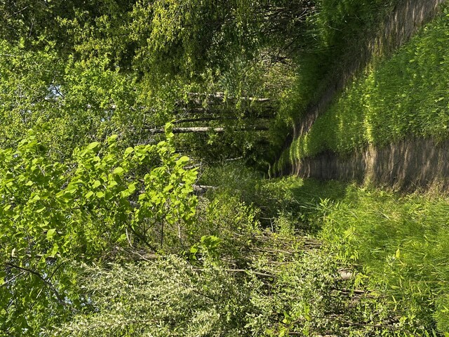 VL N Douglas Rd, Luther, MI 49656 - photo 4