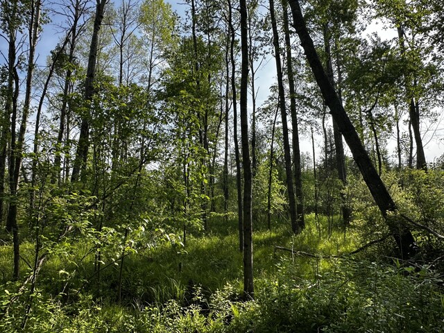 VL N Douglas Rd, Luther, MI 49656 - photo 5