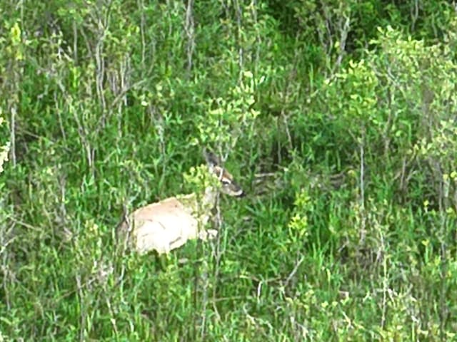 Bunkerhill Rd, Jackson, MI 49201 - photo 5