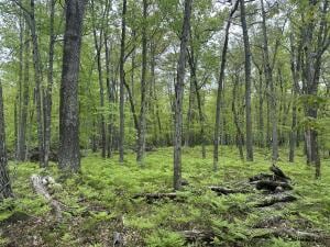 9846 W Ox Path St, Baldwin, MI 49304