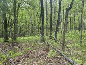 9846 W Ox Path St, Baldwin, MI 49304