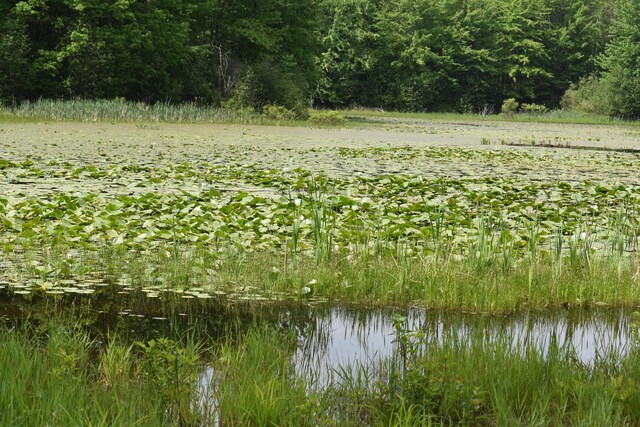226 N 176th Ave, Walkerville, MI 49459 - view of undeveloped land featuring a large body of water