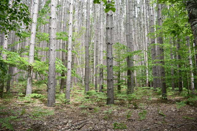 226 N 176th Ave, Walkerville, MI 49459 - view of tree filled area