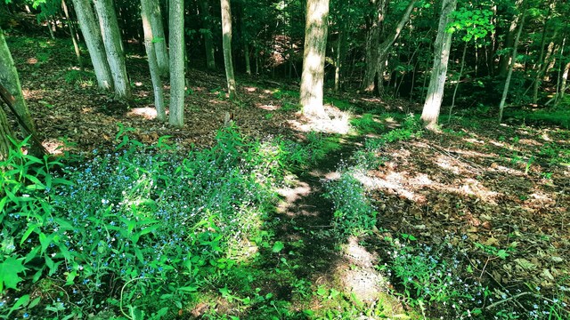 8424 3rd St, Onekama, MI 49675 - view of undeveloped land