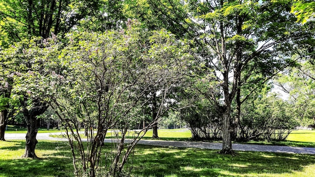 8424 3rd St, Onekama, MI 49675 - surrounding community featuring a yard