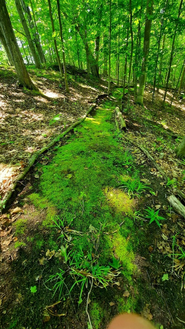 8424 3rd St, Onekama, MI 49675 - view of local wilderness