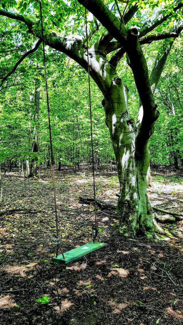8424 3rd St, Onekama, MI 49675 - view of tree filled area