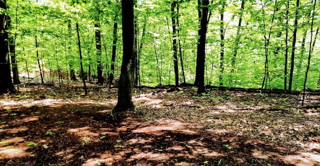 8424 3rd St, Onekama, MI 49675 - view of tree filled area
