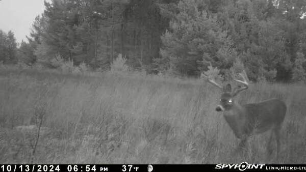 936 Motz Rd SW, Kalkaska, MI 49646 - photo 4