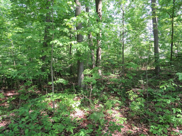 16649 45th Ave, Barryton, MI 49305
