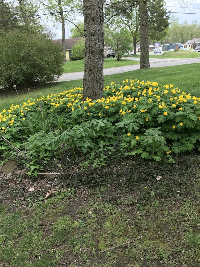 246 Ridgeway Rd, Jackson, MI 49202 - view of yard