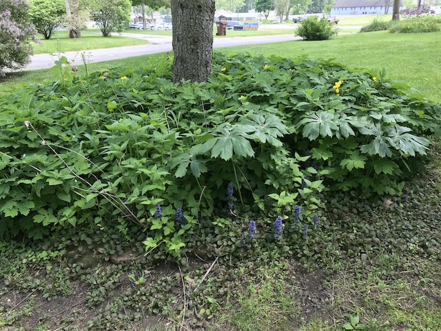 246 Ridgeway Rd, Jackson, MI 49202 - view of grassy yard