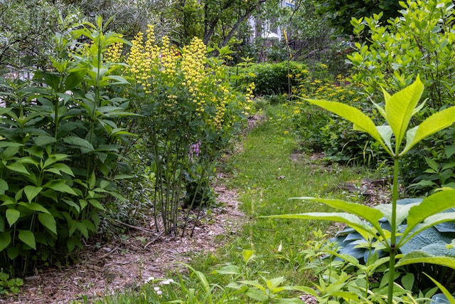300 3rd St, Ann Arbor, MI 48103 - photo 60
