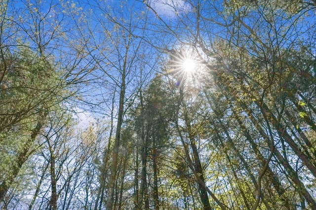4792 Forest Vale Dr, Pierson, MI 49339 - view of nature