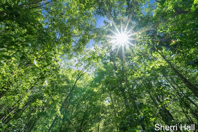 11956 Berrigan Ave NE, Cedar Springs, MI 49319 - view of nature