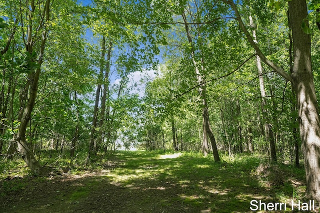 11956 Berrigan Ave NE, Cedar Springs, MI 49319 - view of wooded area