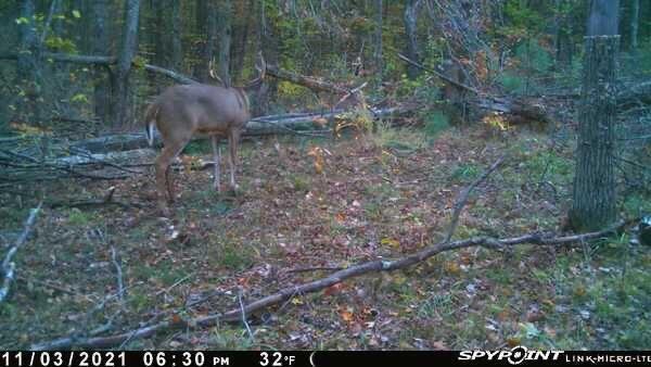 V/L 215th Ave, Stanwood, MI 49346