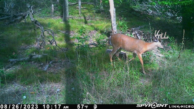 V/L 215th Ave, Stanwood, MI 49346