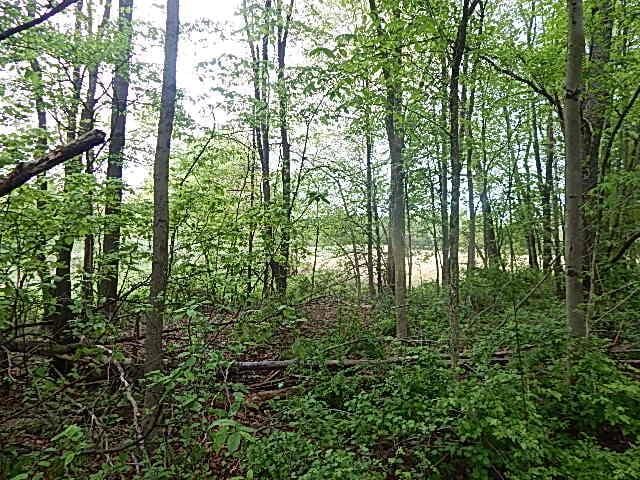15252 27 Mile Rd, Albion, MI 49224 - photo 46