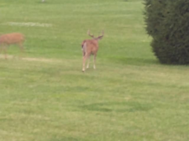 7350 N Territorial Rd, Dexter, MI 48130 - photo 55