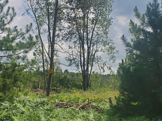 80ACRES Beall Rd, Bear Lake, MI 49614 - photo 4