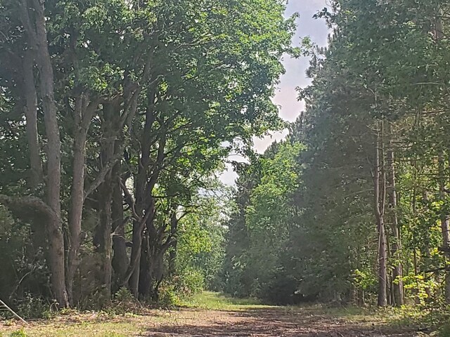 80ACRES Beall Rd, Bear Lake, MI 49614 - photo 5