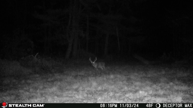 PARCELD N Stephens Rd, Custer, MI 49405 - photo 16
