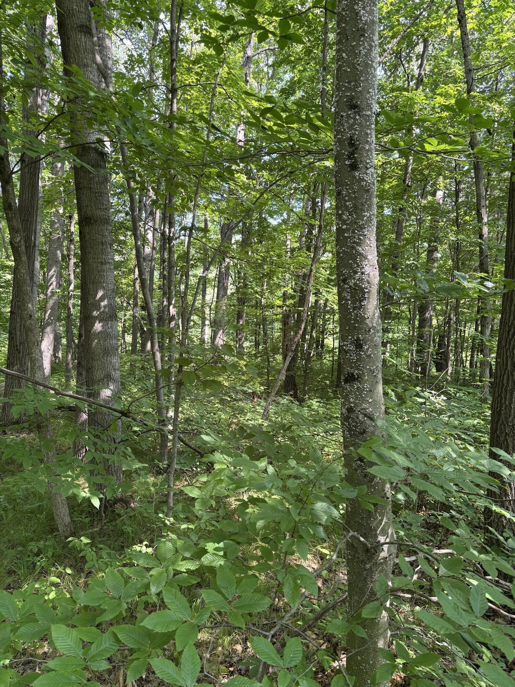 3628 Indian Trail Xing, Hersey, MI 49639 - photo 3