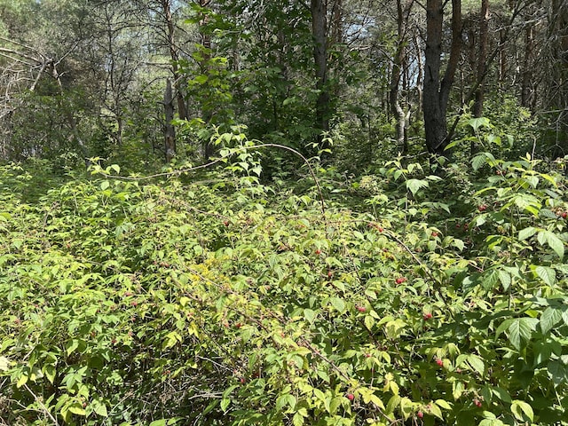 V/L Old Rugged Ln, Reed City, MI 49677 - photo 13