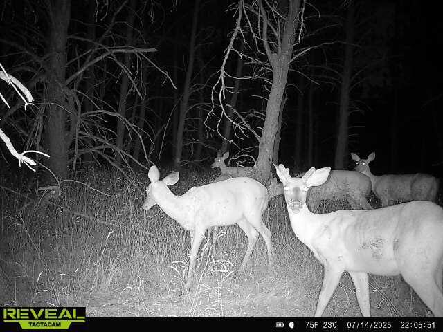 00 E 10 Mile Rd Unit Parcel G-2, Irons, MI 49644 - photo 22