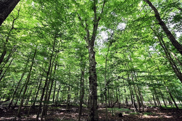 VL E Kinsel Hwy Lot # Wp001, Charlotte, MI 48813 - photo 8