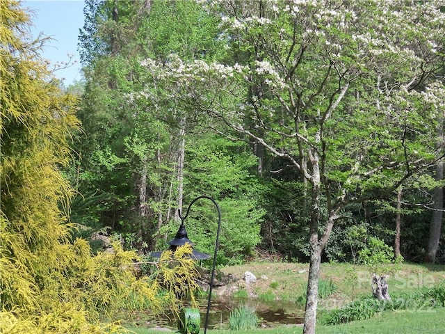 view of local wilderness