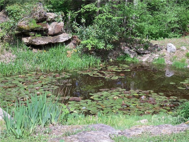 view of local wilderness