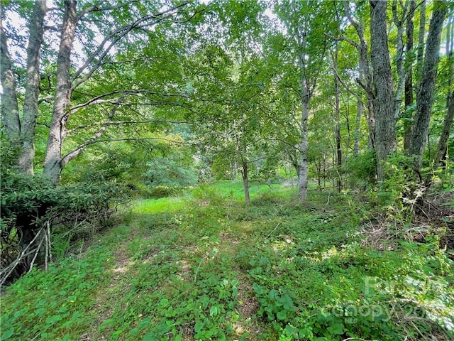 view of local wilderness