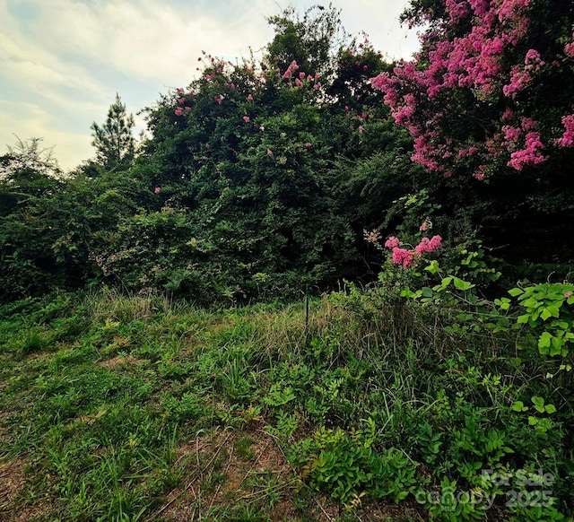 823 Silver Creek Rd, Mill Spring, NC 28756 - view of nature