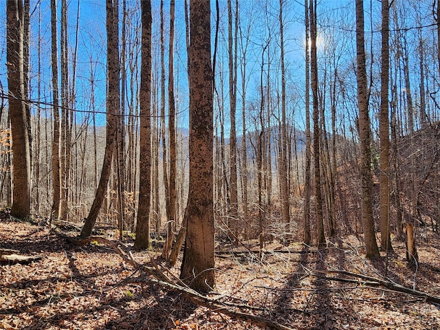 view of local wilderness