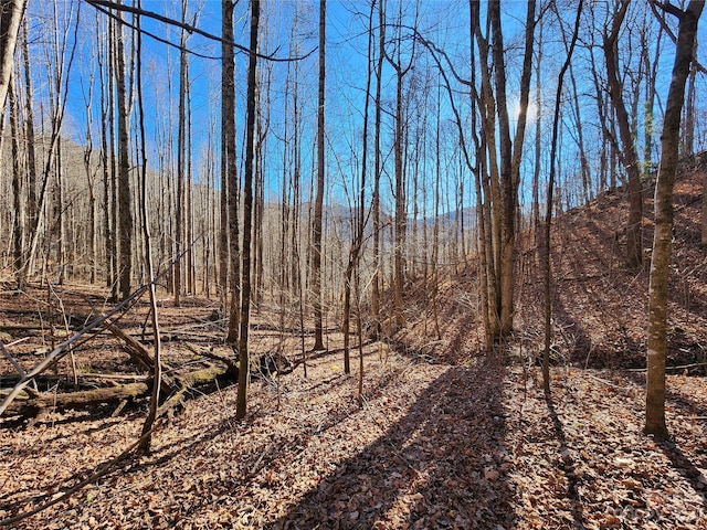 view of local wilderness