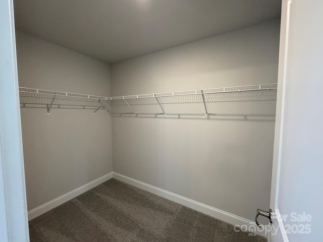 walk in closet featuring carpet flooring