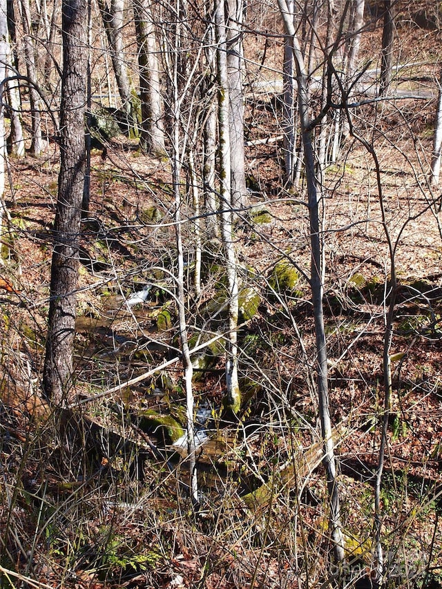 view of local wilderness