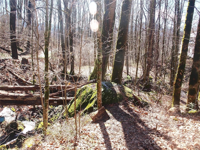 view of local wilderness