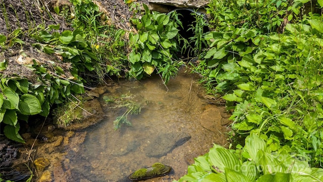 view of local wilderness