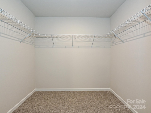 walk in closet featuring carpet flooring