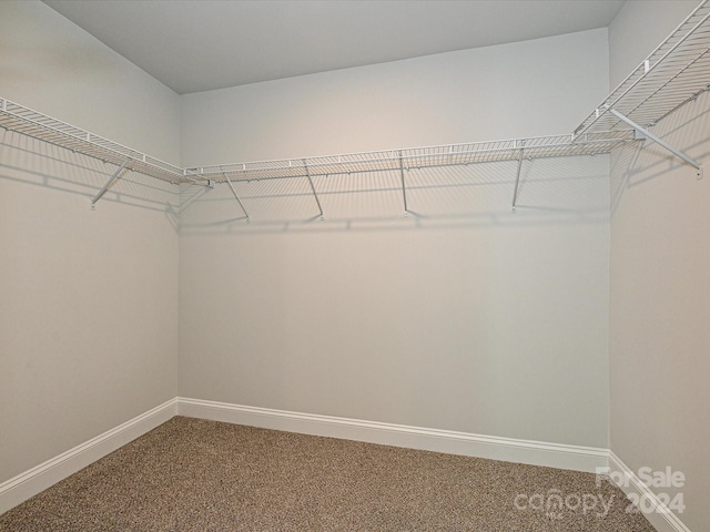 walk in closet featuring carpet floors