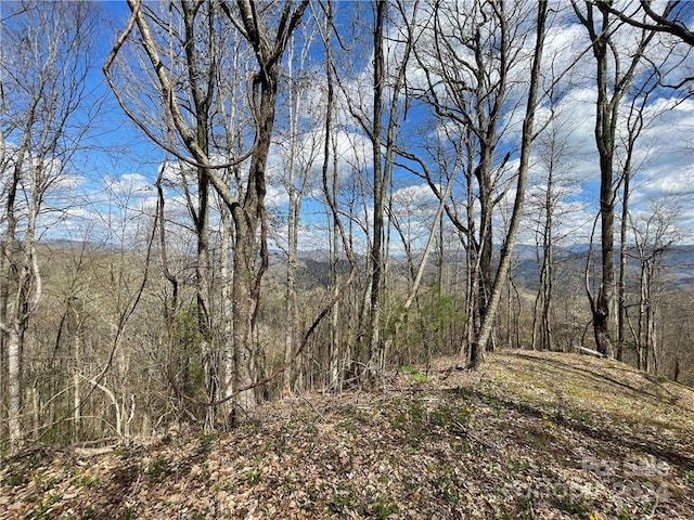 view of local wilderness