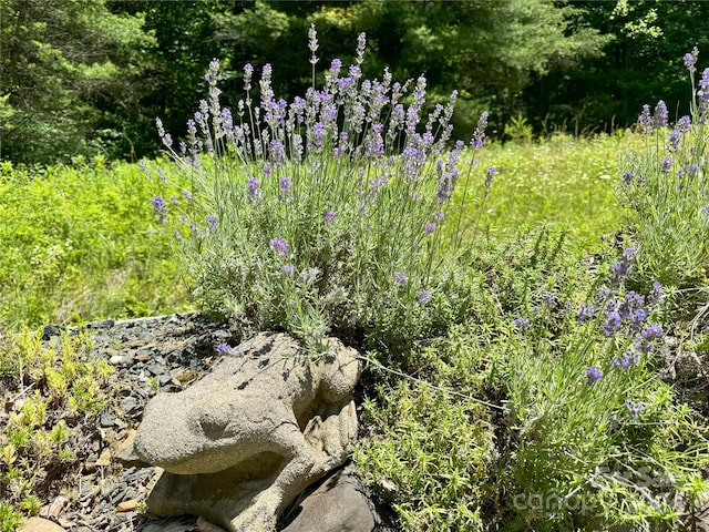 view of local wilderness