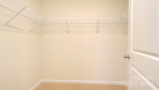 walk in closet with carpet floors