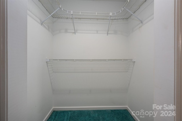 walk in closet featuring carpet floors