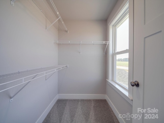 walk in closet featuring carpet floors