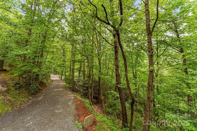 view of local wilderness